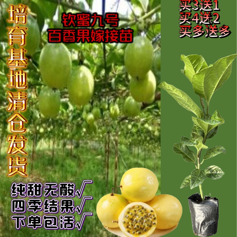 钦蜜九号百香果嫁接苗