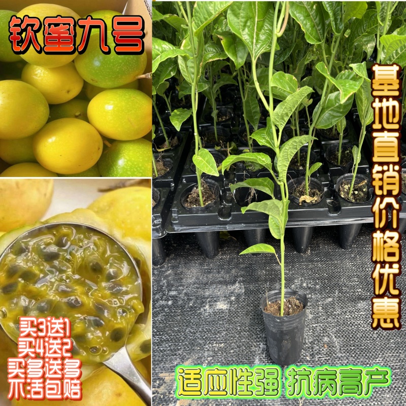 钦蜜九号百香果嫁接苗