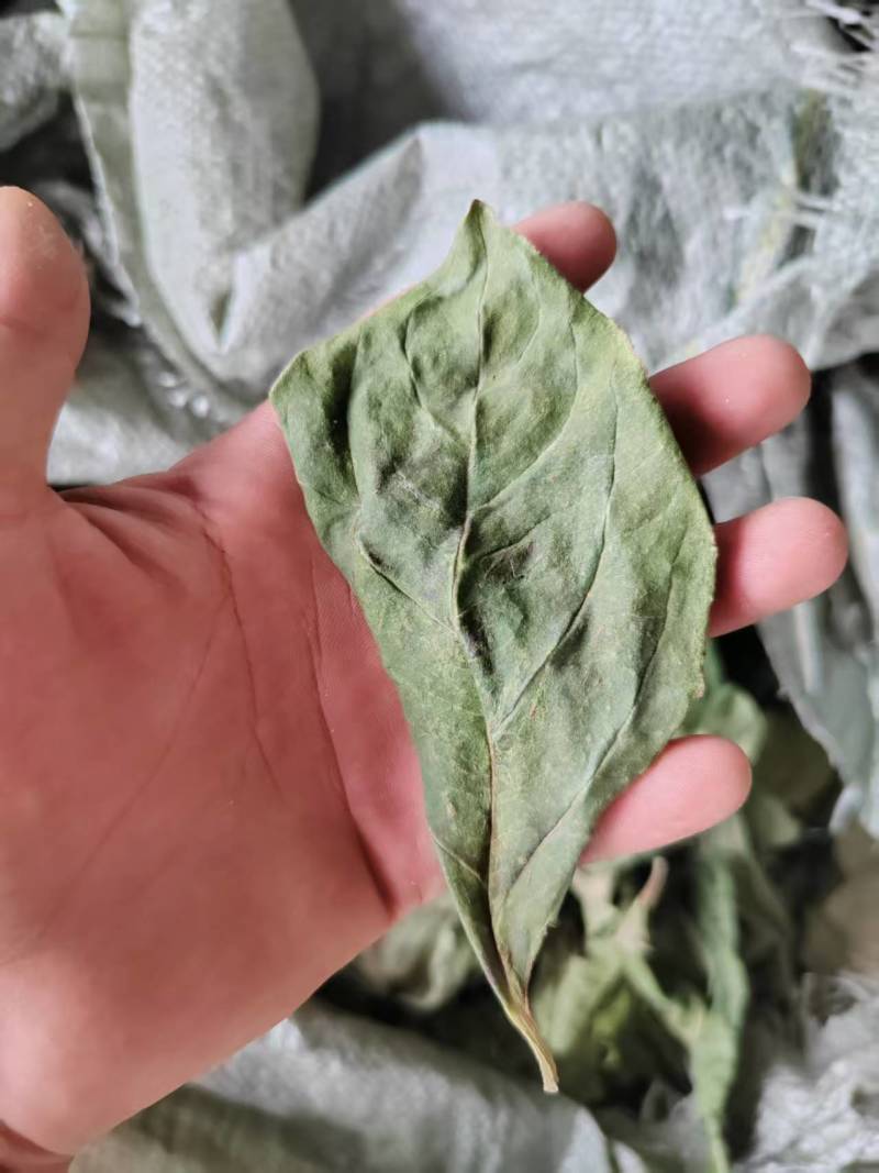 柿子叶深山干货量大优惠欢迎选购