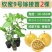 钦蜜九号百香果嫁接苗