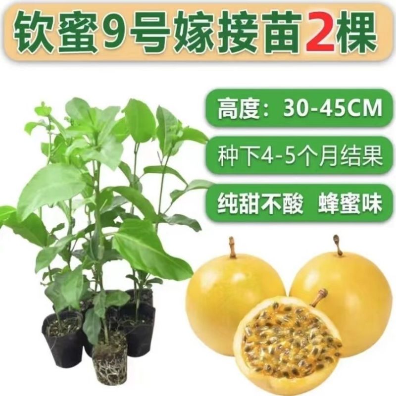 钦蜜九号百香果嫁接苗