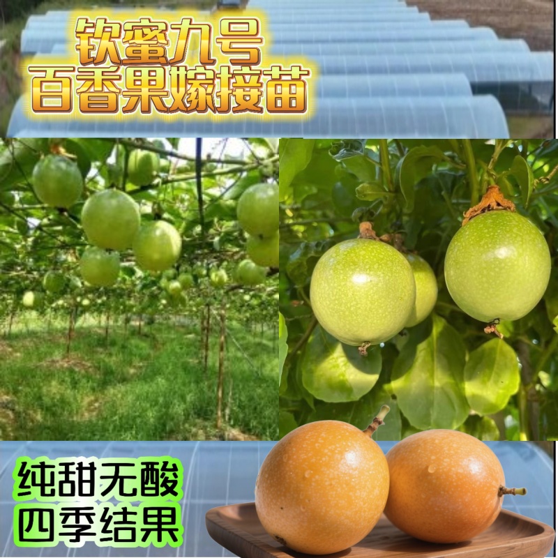 钦蜜九号百香果嫁接苗