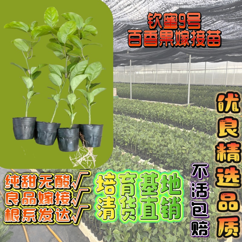 钦蜜九号百香果嫁接苗