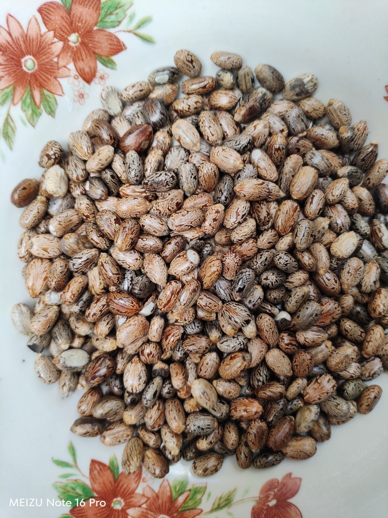 蓖麻子