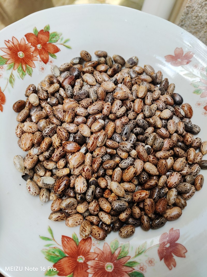 蓖麻子