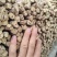 黄芪节子精品现发欢迎电话咨询货源充足规格齐全