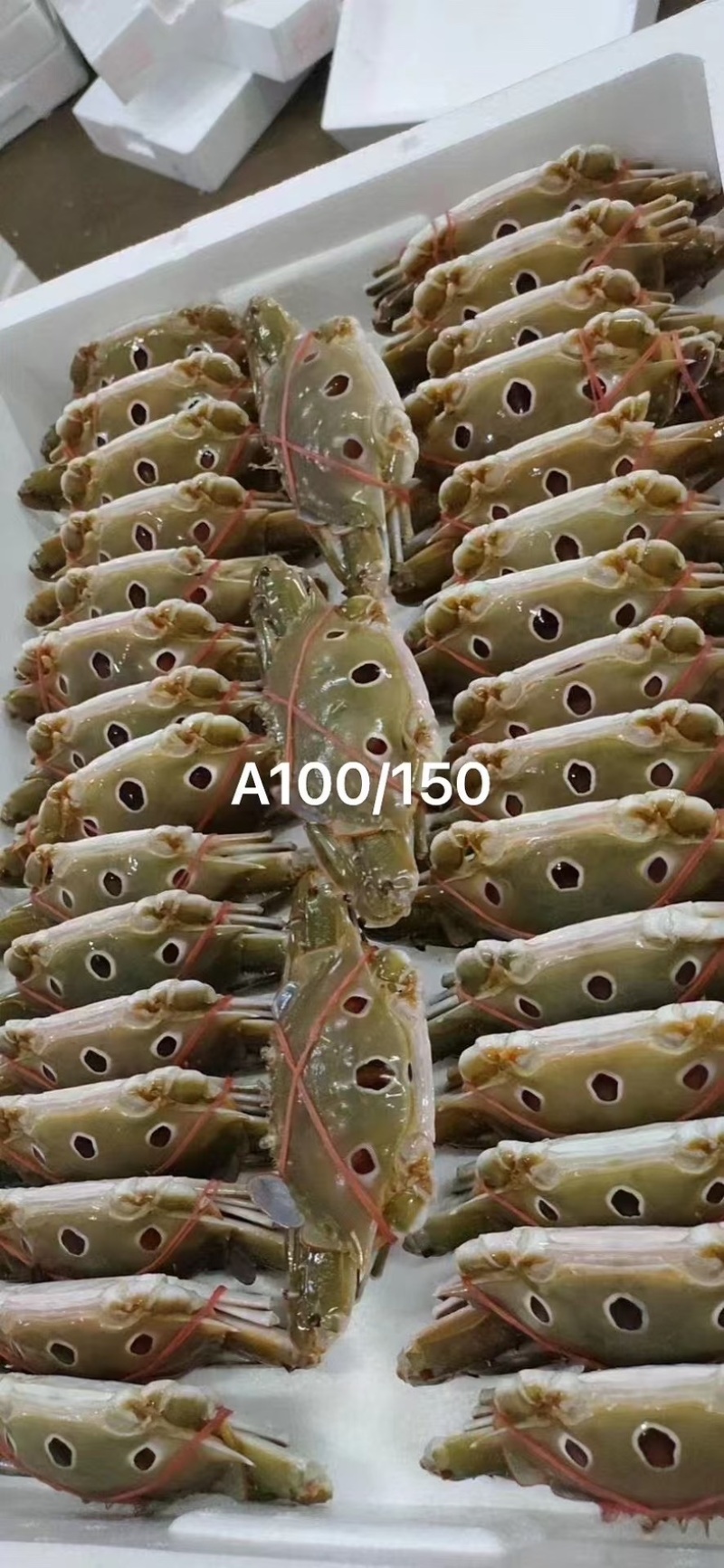 三点蟹全规格