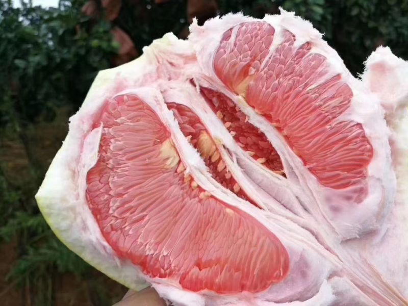 梅州大埔红心蜜柚