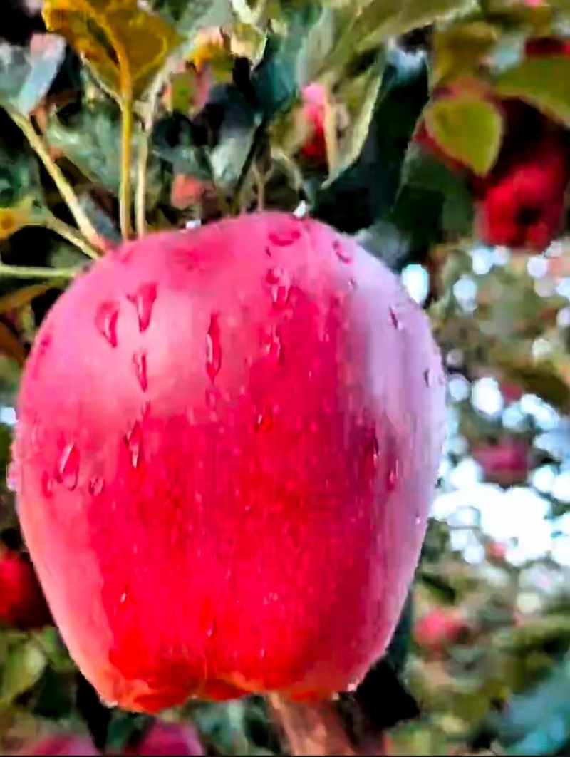 花牛苹果