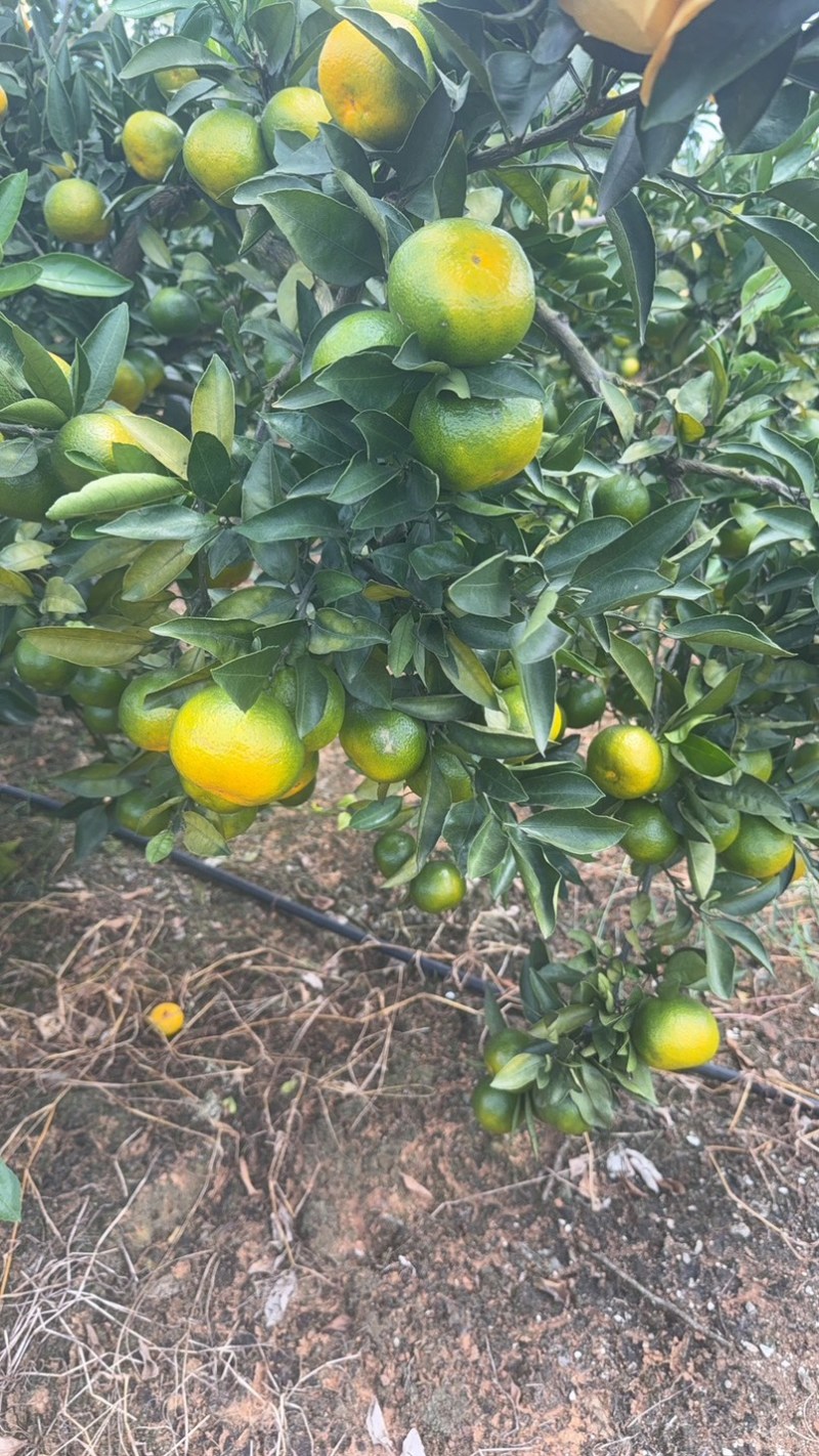 特早柑桔