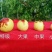 【一件代发】【电商团购】冬枣/山东滨州沾化区冬枣产地直发