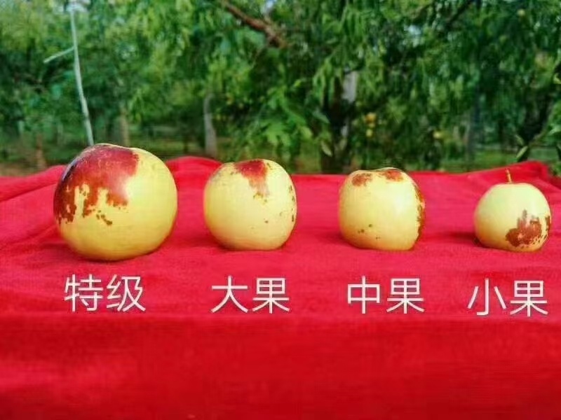 【一件代发】【电商团购】冬枣/山东滨州沾化区冬枣产地直发