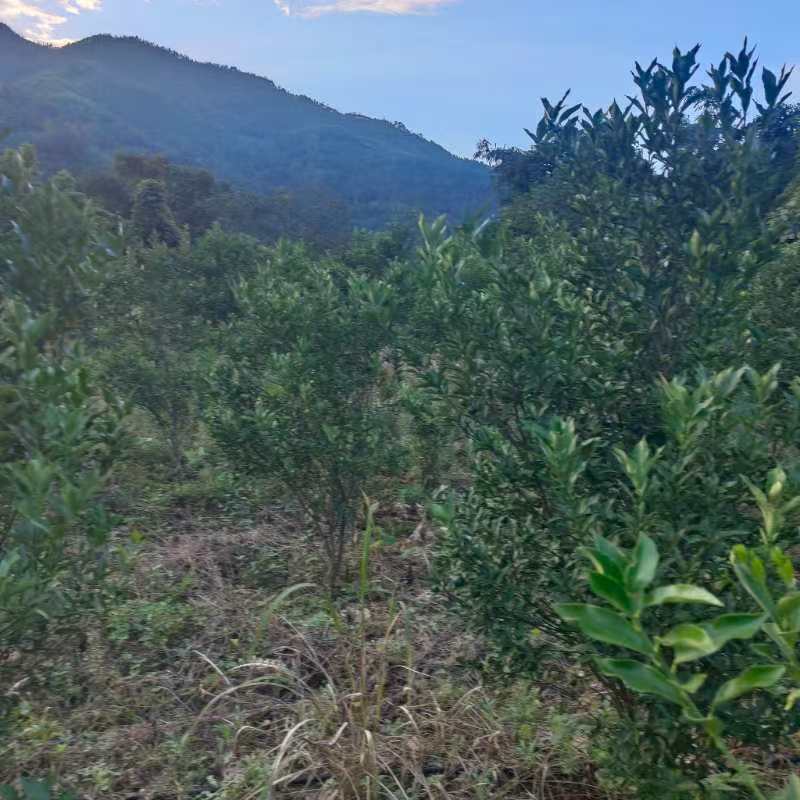 4年金桔果树，底价出售，有想法的联系，可以实地考察，价格