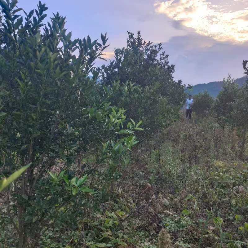 4年金桔果树，底价出售，有想法的联系，可以实地考察，价格