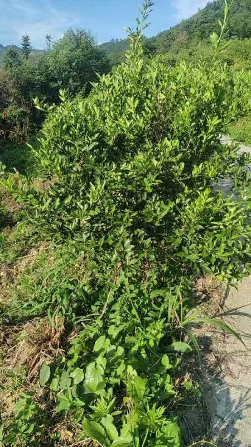 4年金桔果树，底价出售，有想法的联系，可以实地考察，价格