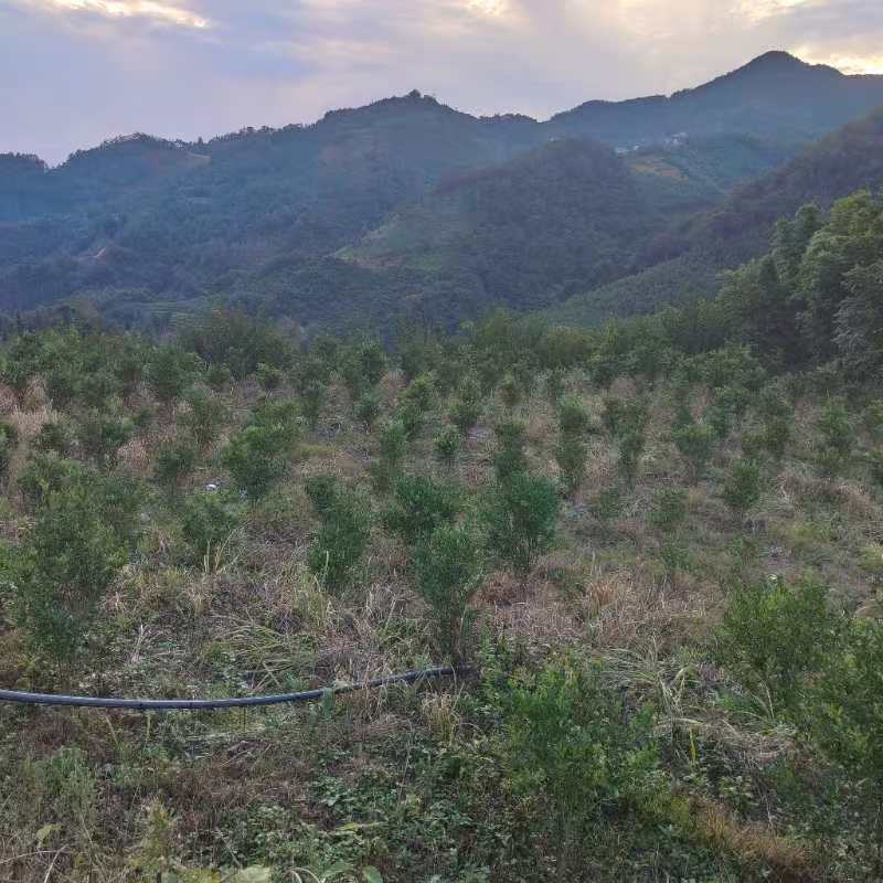 4年金桔果树，底价出售，有想法的联系，可以实地考察，价格