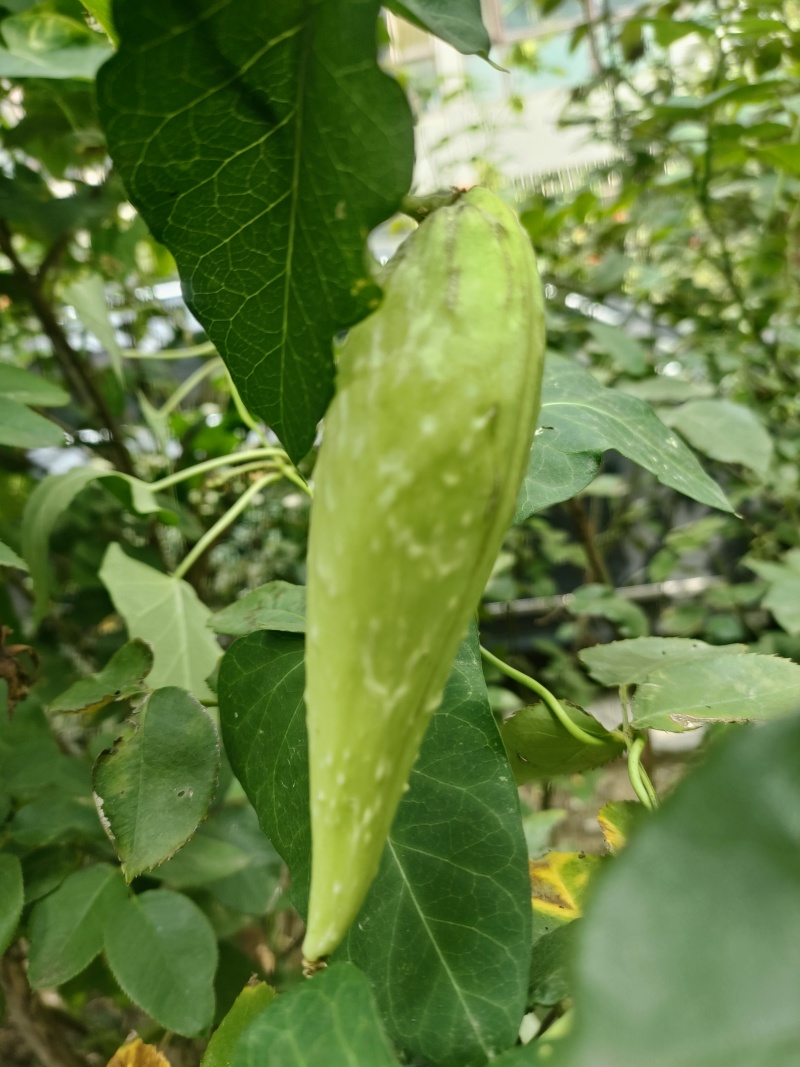 萝藦藤萝藦草