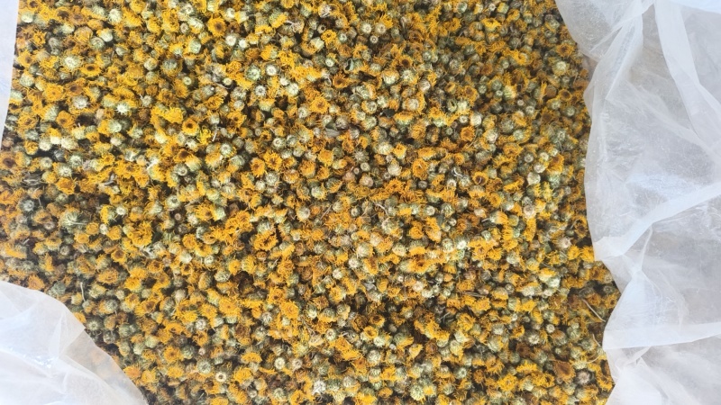（热销）旋覆花旋复花大货收购量多从优实物拍摄地道药材