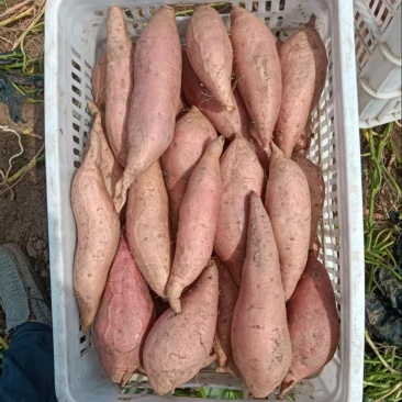龙九大量有货，价格超低