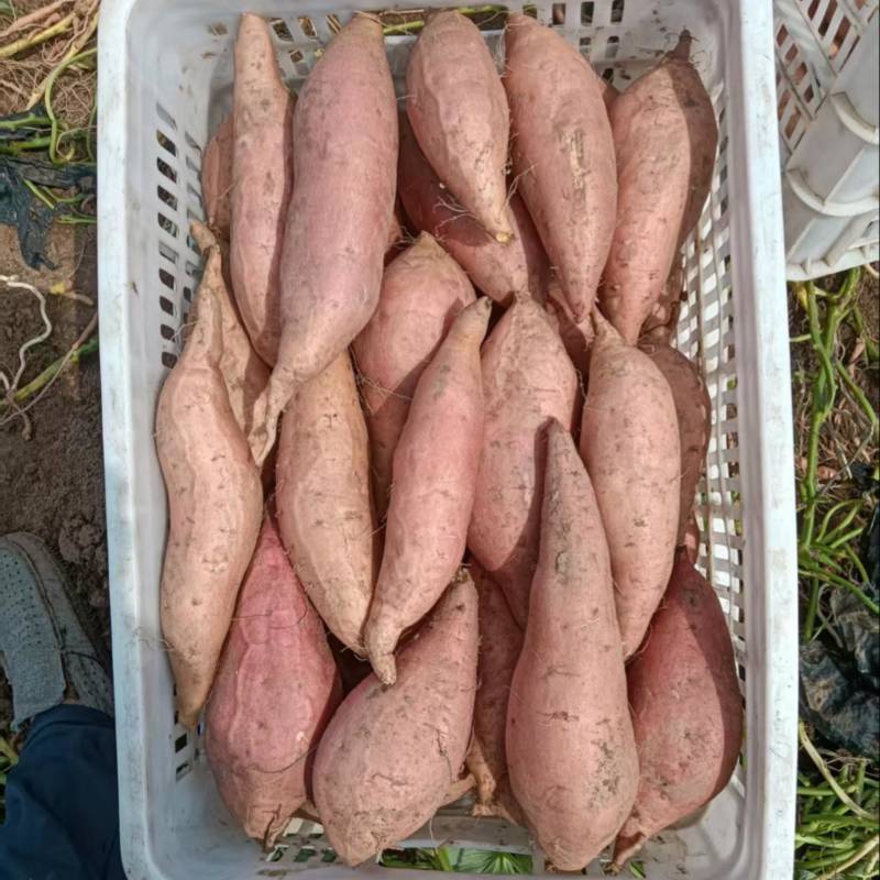 龙九大量有货，价格超低