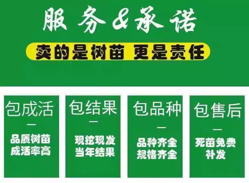 果园直发桃树苗晚熟国庆红帅师香桃高糖红嫁接成品包品种