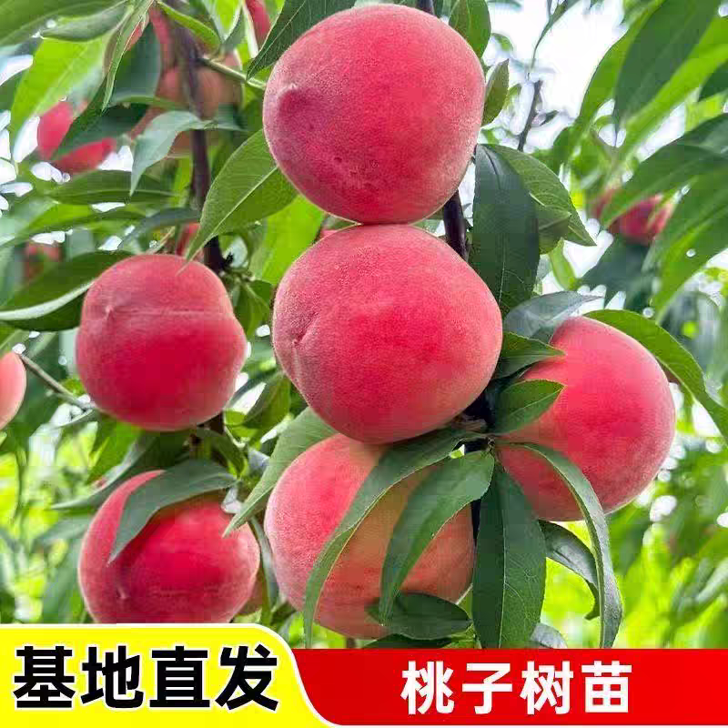 果园直发桃树苗晚熟国庆红帅师香桃高糖红嫁接成品包品种