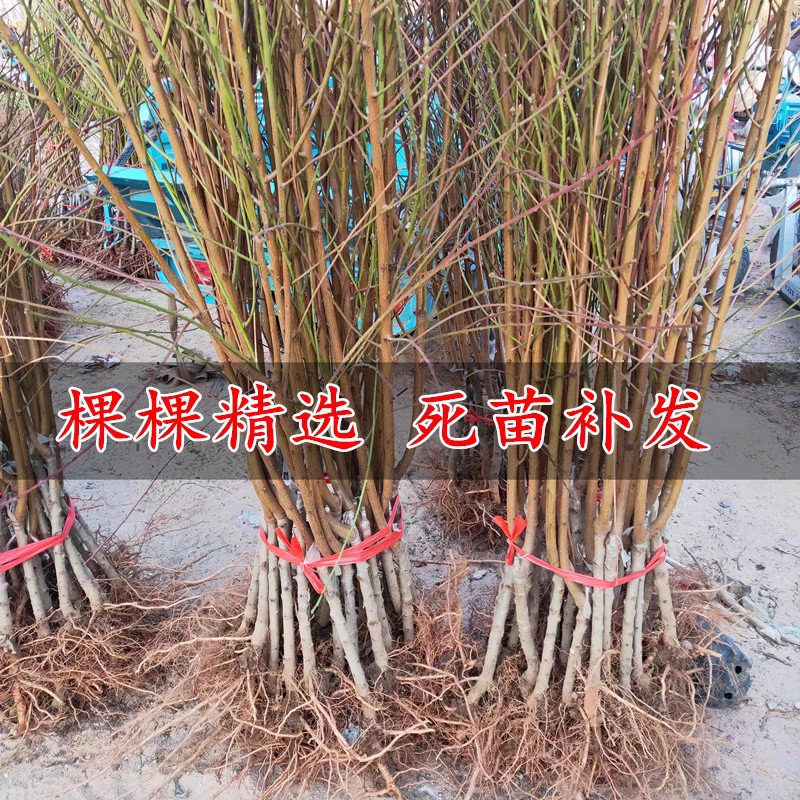 果园直发桃树苗晚熟国庆红帅师香桃高糖红嫁接成品包品种