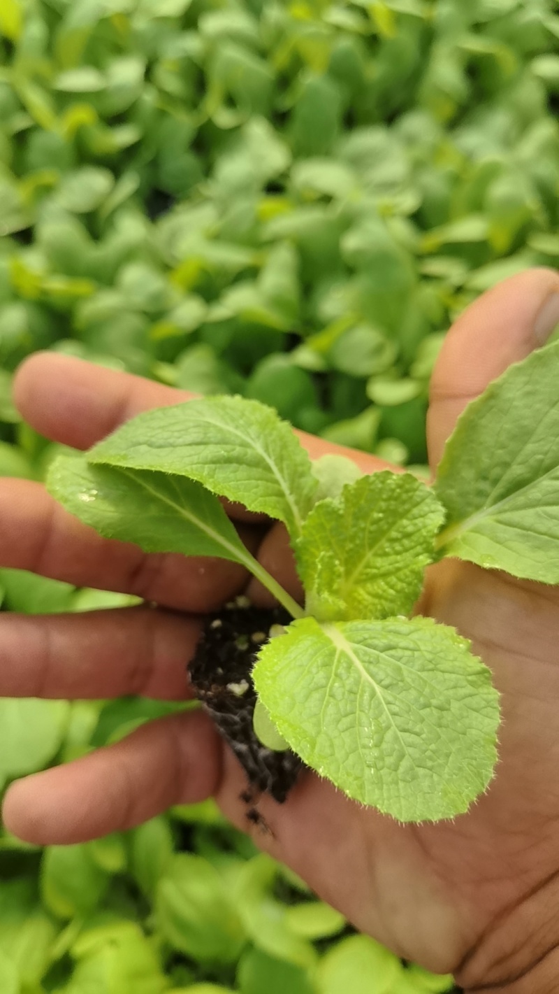 精品白菜苗