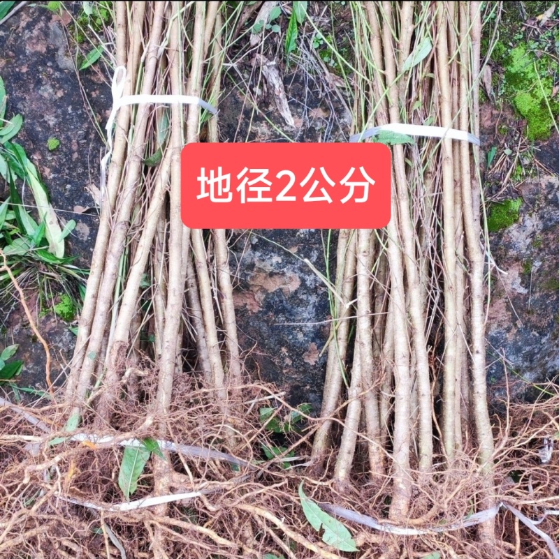 毛桃树苗实生毛桃苗野生毛桃核苗桃树直生苗保湿快递量大价低