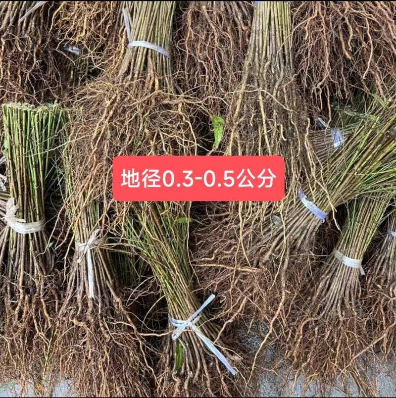 毛桃树苗实生毛桃苗野生毛桃核苗桃树直生苗保湿快递量大价低