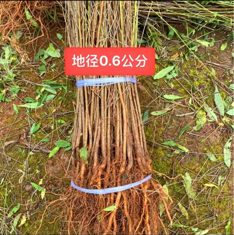 毛桃树苗实生毛桃苗野生毛桃核苗桃树直生苗保湿快递量大价低