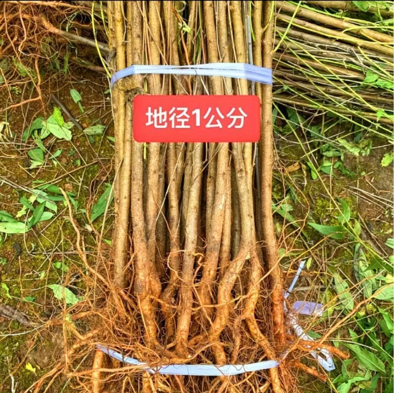毛桃树苗实生毛桃苗野生毛桃核苗桃树直生苗保湿快递量大价低