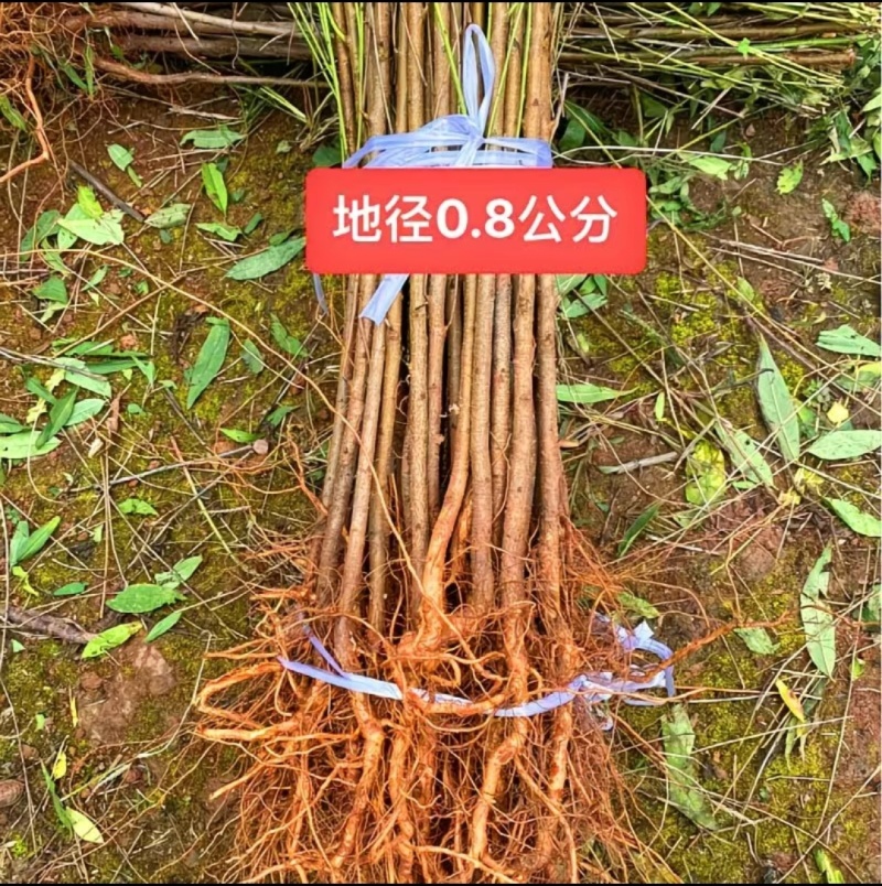 毛桃树苗实生毛桃苗野生毛桃核苗桃树直生苗保湿快递量大价低