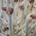 水培花生芽、精品花生芽