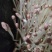 水培花生芽、精品花生芽