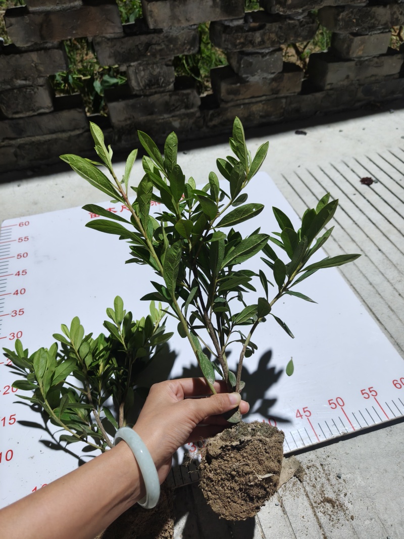 精品毛娟苗