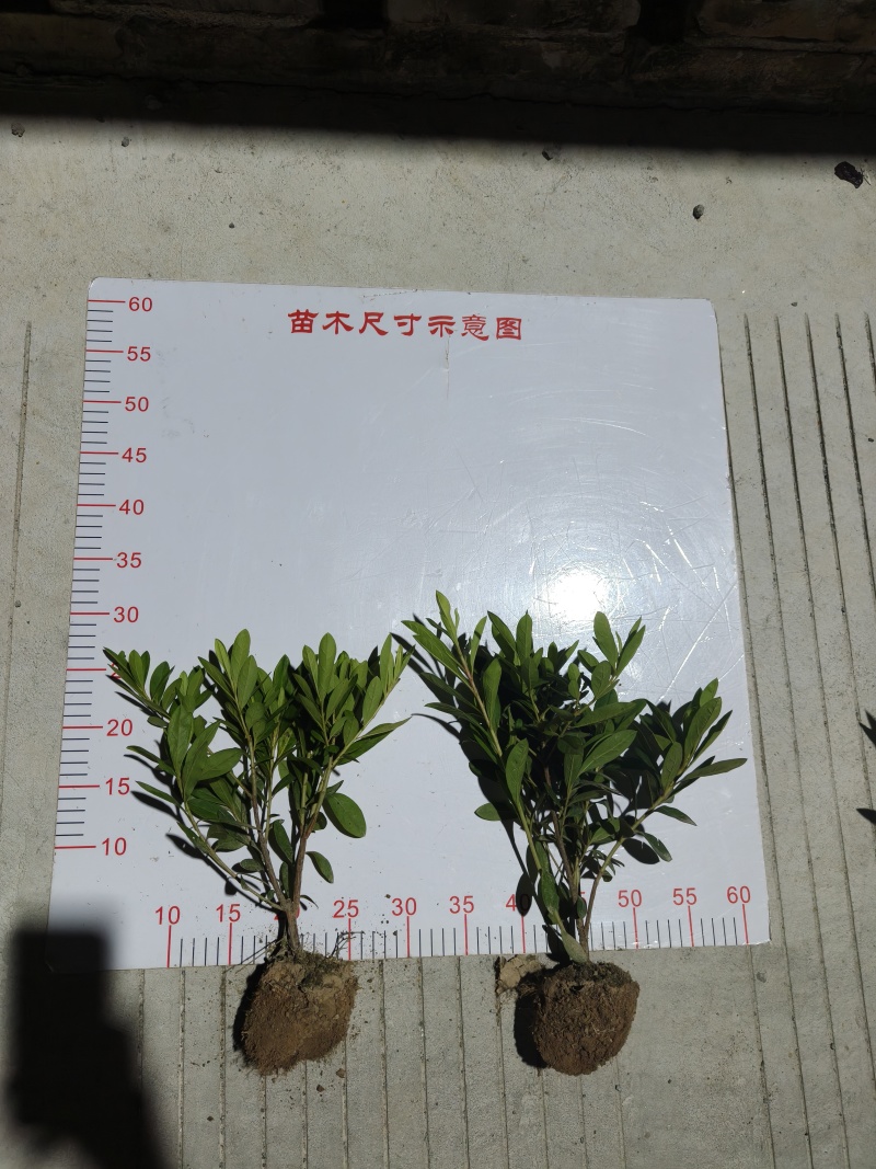精品毛娟苗