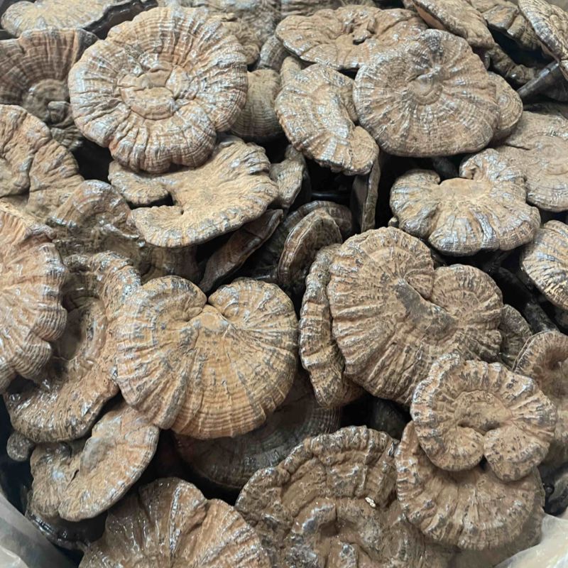 粉灵芝灵芝粉香芝一手货源稳定供应