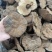 粉灵芝灵芝粉香芝一手货源稳定供应