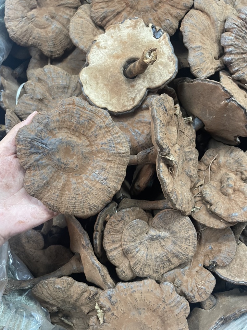 粉灵芝灵芝粉香芝一手货源稳定供应