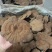 粉灵芝灵芝粉香芝一手货源稳定供应