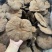 粉灵芝灵芝粉香芝一手货源稳定供应