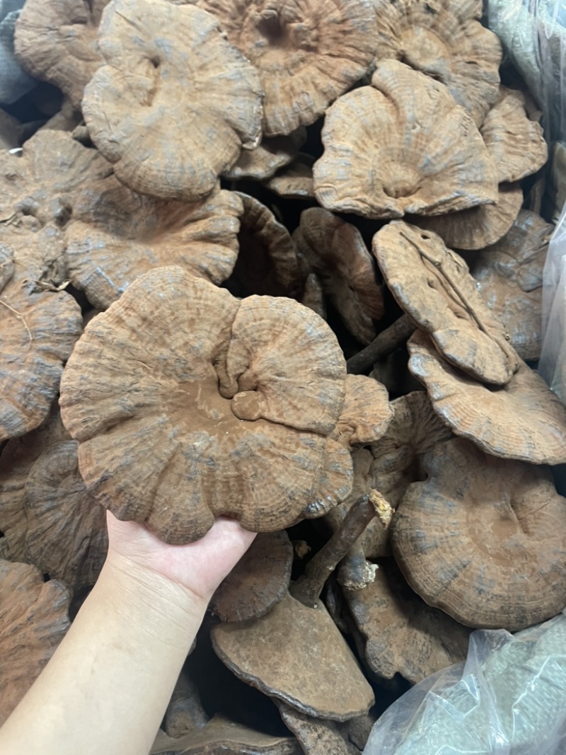 粉灵芝灵芝粉香芝一手货源稳定供应
