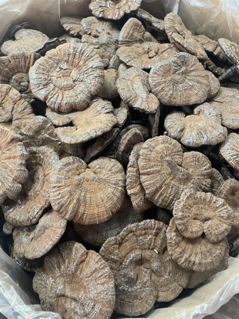 粉灵芝灵芝粉香芝一手货源稳定供应