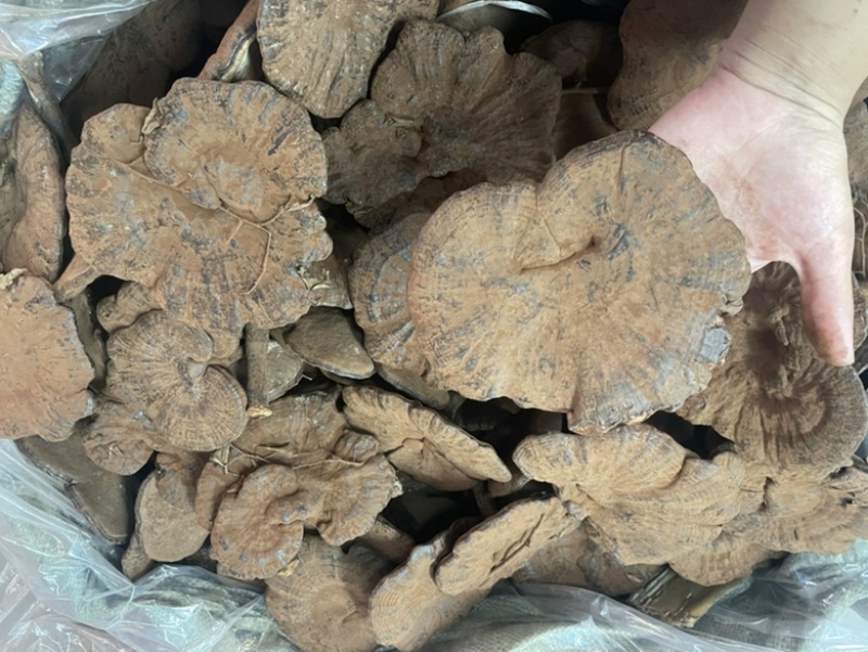 粉灵芝灵芝粉香芝一手货源稳定供应