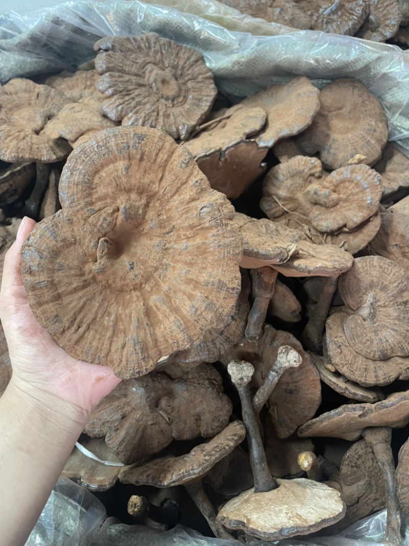 粉灵芝灵芝粉香芝一手货源稳定供应