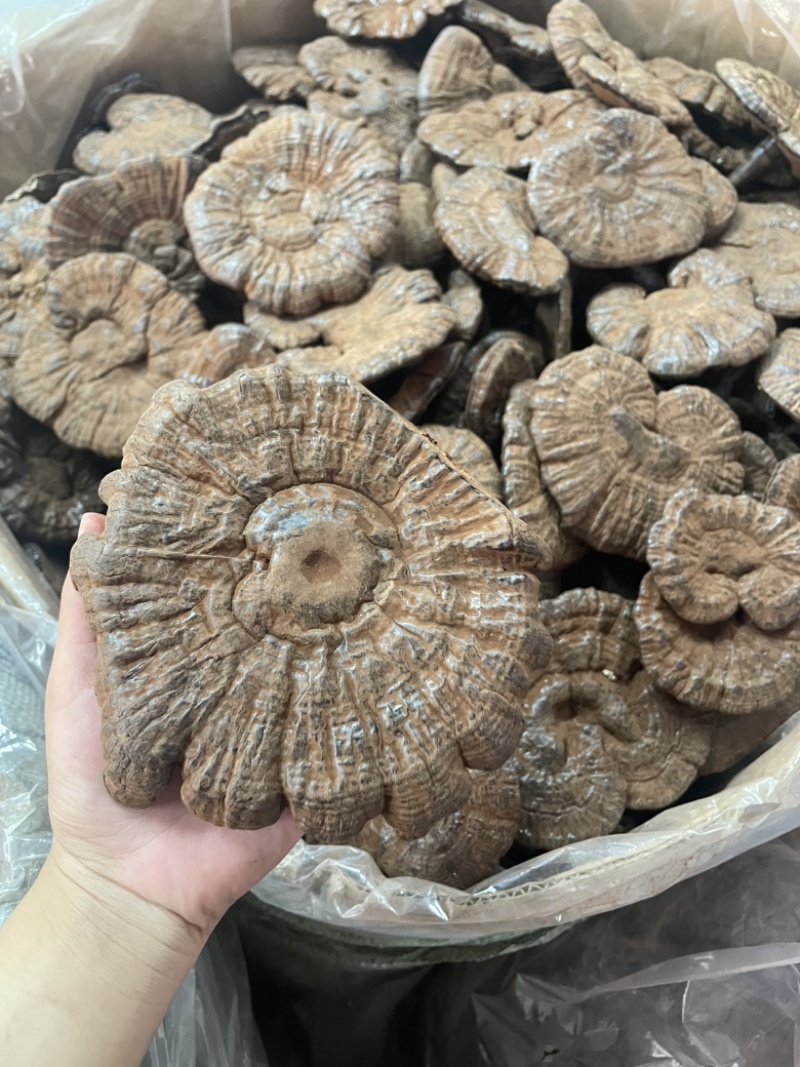 粉灵芝灵芝粉香芝一手货源稳定供应