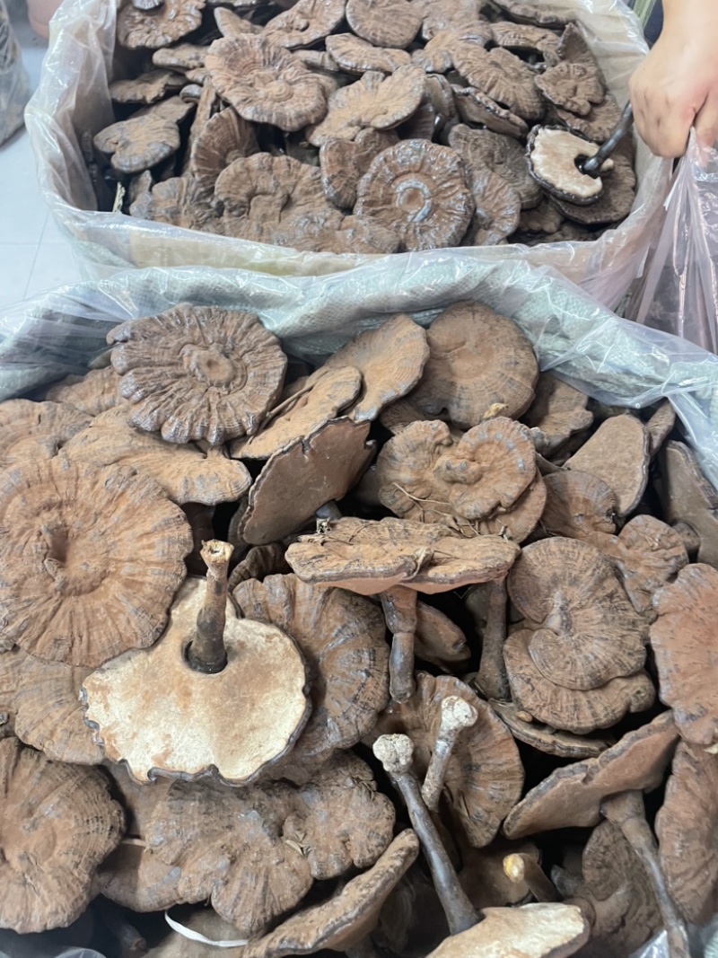 粉灵芝灵芝粉香芝一手货源稳定供应