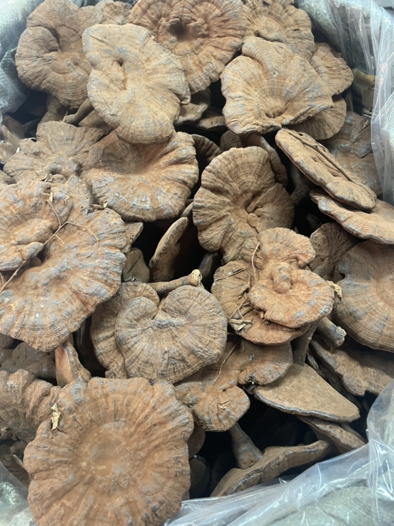 粉灵芝灵芝粉香芝一手货源稳定供应
