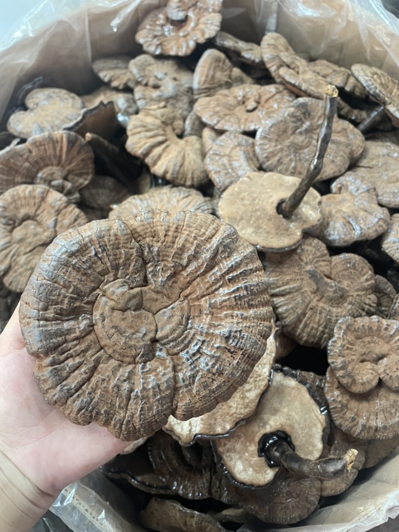 粉灵芝灵芝粉香芝一手货源稳定供应
